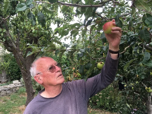 A person with white hair and sunglasses reaches up into a tree and plucks an apple.