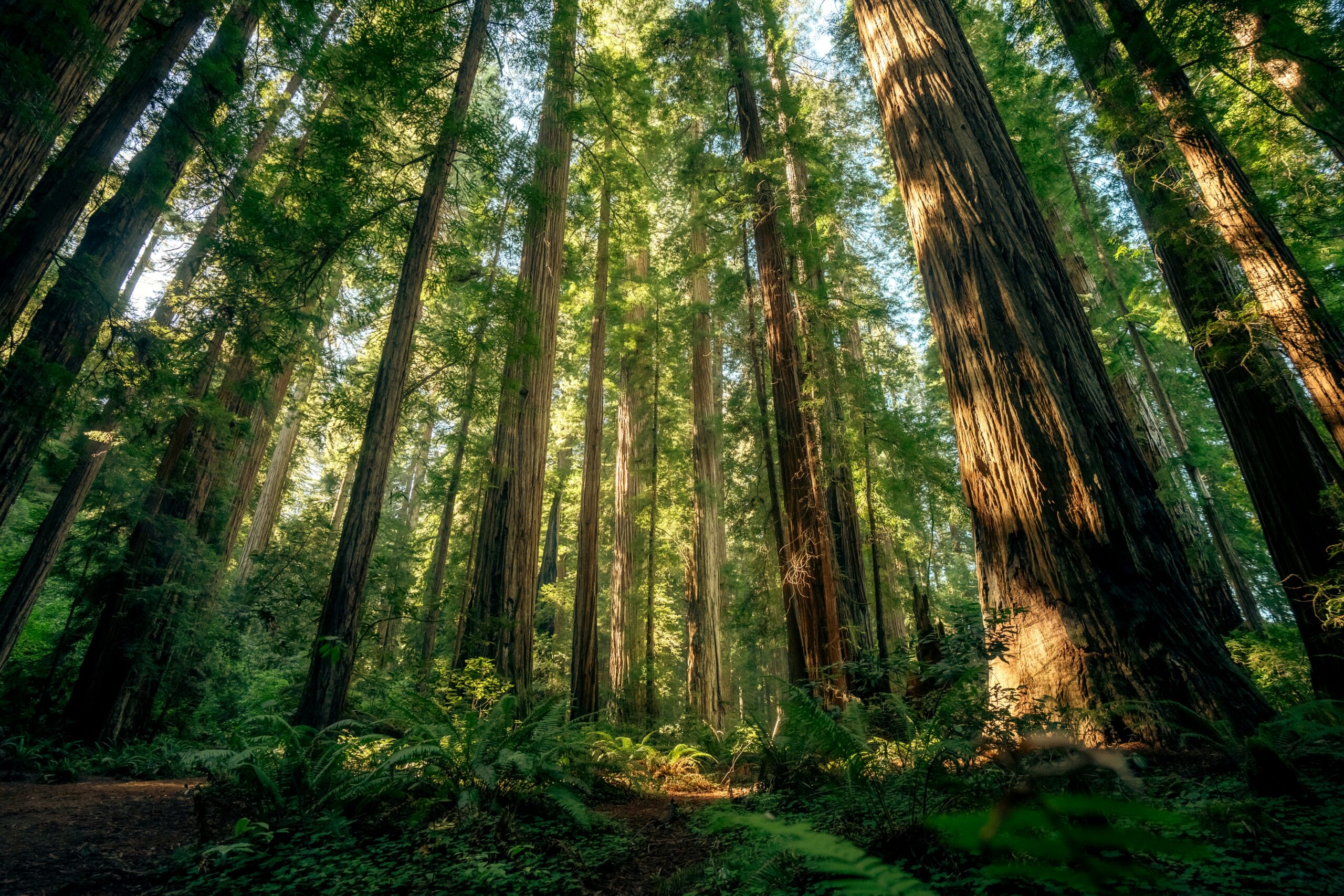 Immersive Course in Climate-Aware Therapy Level 2
